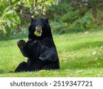 American black bear sitting under a chestnut with a spiny chestnut hull in its mouth.