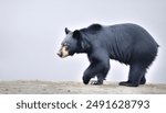 American black bear - Ursus americanus - is a species of medium sized bear endemic to North America. it is the smallest endemic bear on the continent. isolated on white or light background