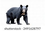 American black bear - Ursus americanus - is a species of medium sized bear endemic to North America. it is the smallest endemic bear on the continent. isolated on white or light background