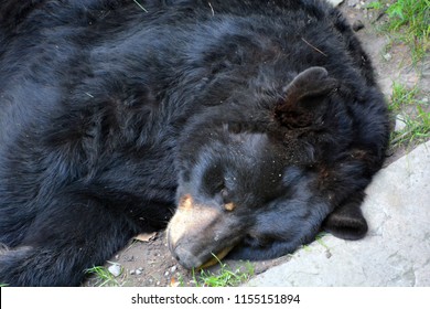 The American Black Bear (Ursus Americanus) Is A Medium-sized Bear Native To North America.