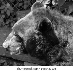 The American black bear (Ursus americanus) is a medium-sized bear native to North America.