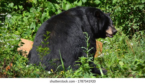 The American Black Bear (Ursus Americanus) Is A Medium-sized Bear Native To North America.