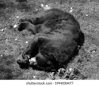 The American Black Bear (Ursus Americanus) Is A Medium-sized Bear Native To North America.