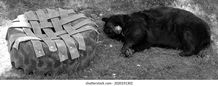 The American Black Bear (Ursus Americanus) Is A Medium-sized Bear Native To North America