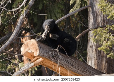 An American Black Bear (Ursus Americanus) eating a salmon on a fir tree trunk - Powered by Shutterstock