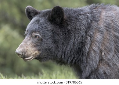 American Black Bear - Ursus americanus