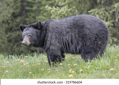 American Black Bear - Ursus americanus