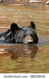 American Black Bear (Ursus Americanus) Swimming In The Water