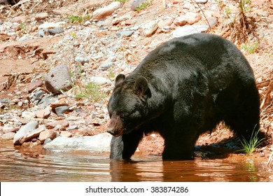 American black bear (Ursus americanus) going into the water