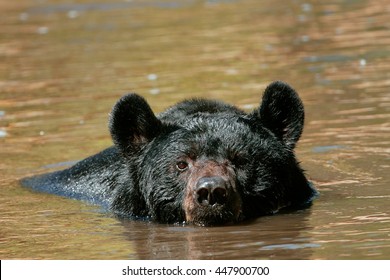 American Black Bear (Ursus Americanus) Swimming In A River