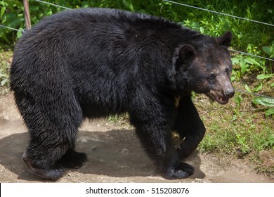 American black bear (Ursus americanus). Wildlife animal.