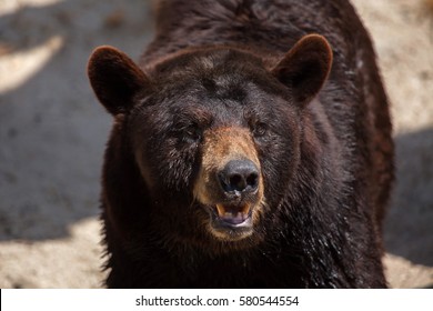 American black bear (Ursus americanus).