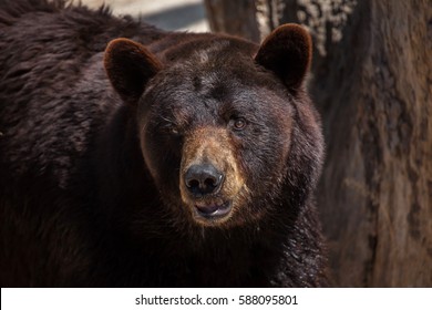 American black bear (Ursus americanus).