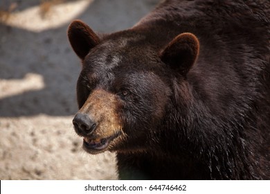 American black bear (Ursus americanus).