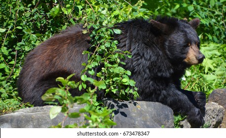 The American Black Bear (Ursus Americanus) Is A Medium-sized Bear Native To North America.