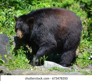 The American Black Bear (Ursus Americanus) Is A Medium-sized Bear Native To North America.