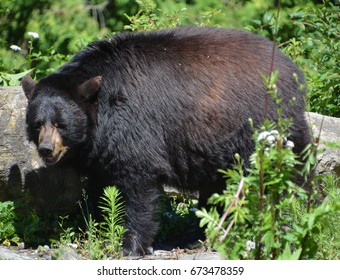 The American Black Bear (Ursus Americanus) Is A Medium-sized Bear Native To North America.