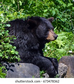 The American Black Bear (Ursus Americanus) Is A Medium-sized Bear Native To North America.