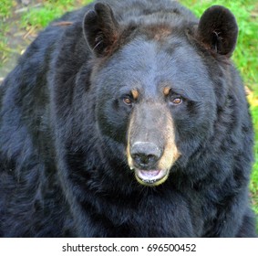 The American Black Bear (Ursus Americanus) Is A Medium-sized Bear Native To North America.