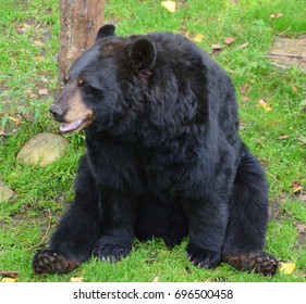 The American Black Bear (Ursus Americanus) Is A Medium-sized Bear Native To North America.