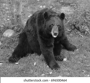 The American Black Bear (Ursus Americanus) Is A Medium-sized Bear Native To North America.