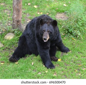 The American Black Bear (Ursus Americanus) Is A Medium-sized Bear Native To North America.