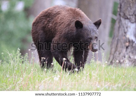 Foto Bild Nordamerikanischer Schwarzbär beim Klettern auf den umgestürzten Bäumen