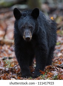 American Black Bear walking straight at the photographer! Great Smoky Mountains National Park, Tennessee / North Carolina