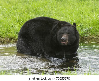 American Black Bear In Water With Grass Background