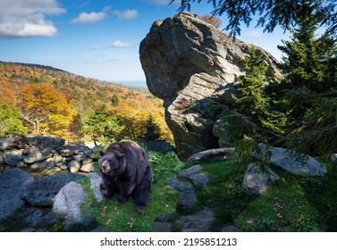 The American Black Bear in the Wildlife Habitat at Grandfather Mountain State Park in autumn. North Carolina,USA. - Shutterstock ID 2195851213