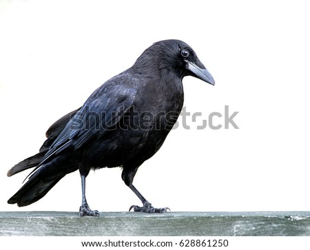 American black crow standing on a fence isolated on white background