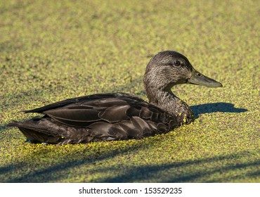 American Black Duck