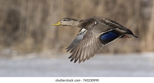 American Black Duck