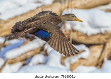 American Black Duck