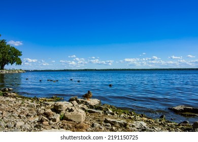 American Black Ducks On The Water Landscape Nature Photography In Montreal Region Lachine, Quebec