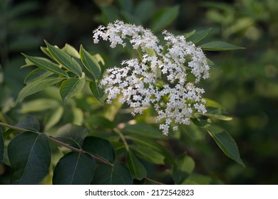 American Black Elderberry (Sambucus canadensis) in full bloom in June, also known as Common Elderberry, American Elderberry and Elderberry can be toxic in some circumstances.