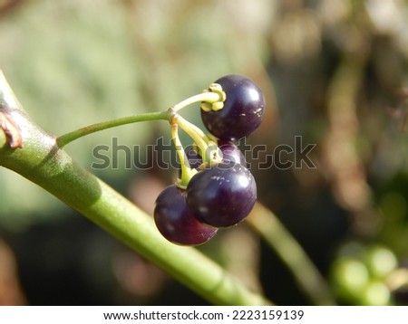 American black nightshade Solanum americanum, commonly known as American black nightshade, small-flowered nightshade or glossy nightshade.