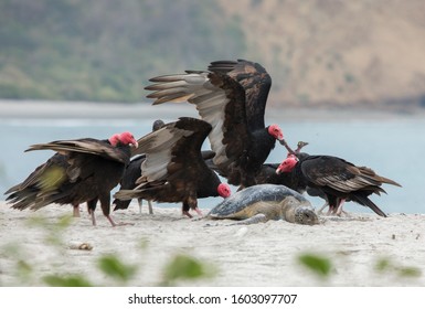  American Black Vulture (Coragyps atratus) and Turkey Vultures (Cathartes aura) feeding on a Green Turtle (Chelonia mydas). - Shutterstock ID 1603097707