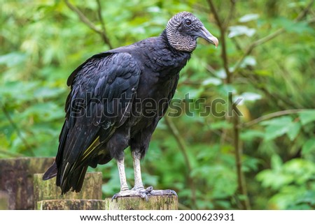 American black vulture (Coragyps atratus) - Homosassa, Florida, USA