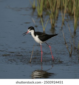 The American Black-necked Stilt is a subspecies of the Black-necked Stilt shorebird, found in the wetlands and shallow waters of North America. It has a distinctive black neck, white belly, and long l - Powered by Shutterstock