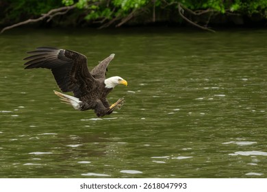 An American Blad Eagle flying down to catch a fish in a river