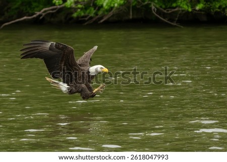 An American Blad Eagle flying down to catch a fish in a river