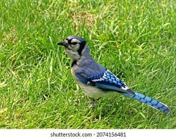 American Blue Jay, standing in grass, looking at the camera, head pointed left.