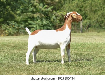 An American Boer Goat set up and ready to be shown in an outside setting. Meat goats are popular livestock in United States, Virginia. 
