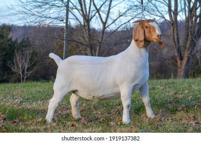 An American Boer Goat set up and ready to be shown in an outside setting. Meat goats are popular livestock in United States, Virginia. On a show lead.  