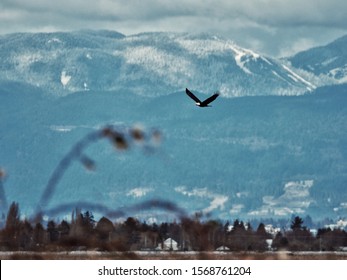 American Bold Eagle Flying High