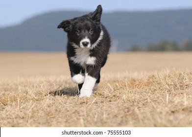 short haired collie puppy