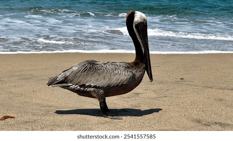 An American brown pelican perched on a picturesque beach with the blue ocean in the background - Powered by Shutterstock