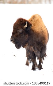 An American Buffalo In The Snow