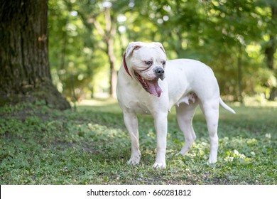 American Bulldog